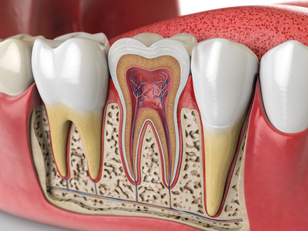 In the middle, you can see the pulp chamber, which contains the dental pulp: dental nerves, blood vessels